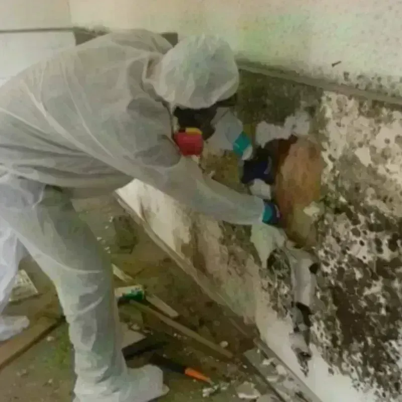 Mold Remediation and Removal in Afton, OK